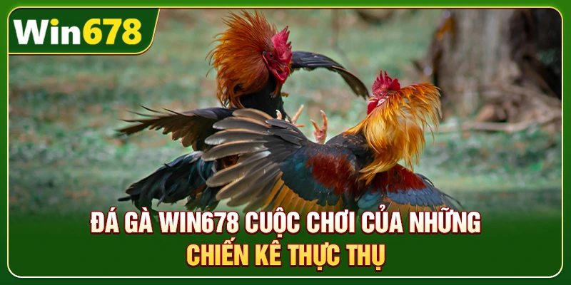 WIN678 | Link WIN678.Com Chính Thức 2026 – Nạp Tiền WIN678 Tặng 678k 8 Đá gà Win678 cuộc chơi của những chiến kê thực thụ